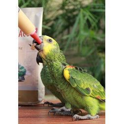 PSITTACUS PAPILLA ALTA PROTEINA 1KG
