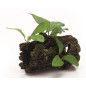 TRONCO CON PLANTAS