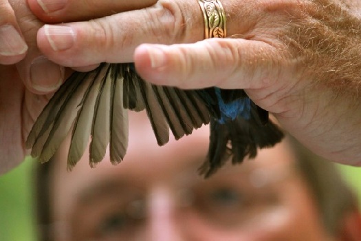 Nomenclatura en la muda de plumas