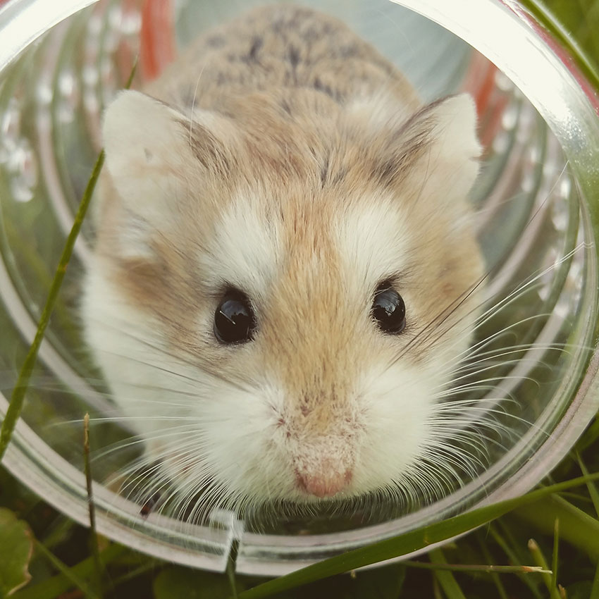 jaula-pequeña-hamster