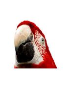 COMPLEMENTOS AVES