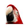 COMPLEMENTOS AVES