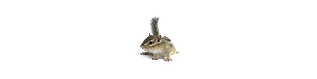 Comprar Jaulas Para Ardillas al mejor precio en Nuestra Tienda de Animales