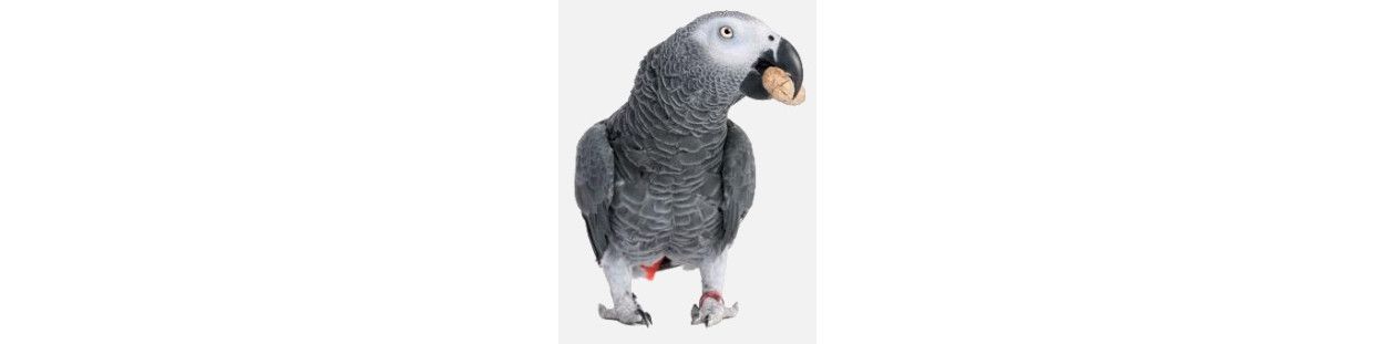 Comprar Comida y Pienso para Loros Barato | Tienda de Aves