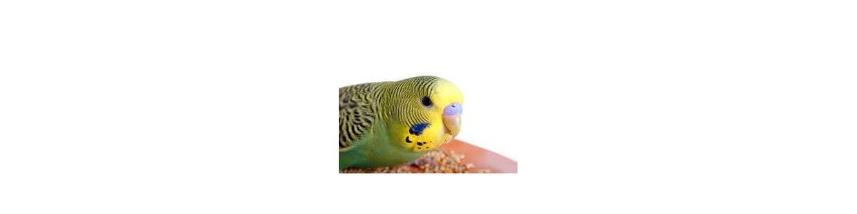 Comprar Pienso para Periquitos | Agapornis | Papillas para Ninfas