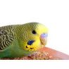 Periquitos - Agapornis - Ninfas