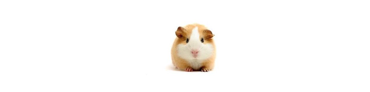 Comprar Comida para Roedores, Conejos, Hamster, Hurones y Ardillas