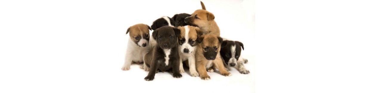Comida y Pienso para Cachorros | Calidad - Precio | Accmascotas