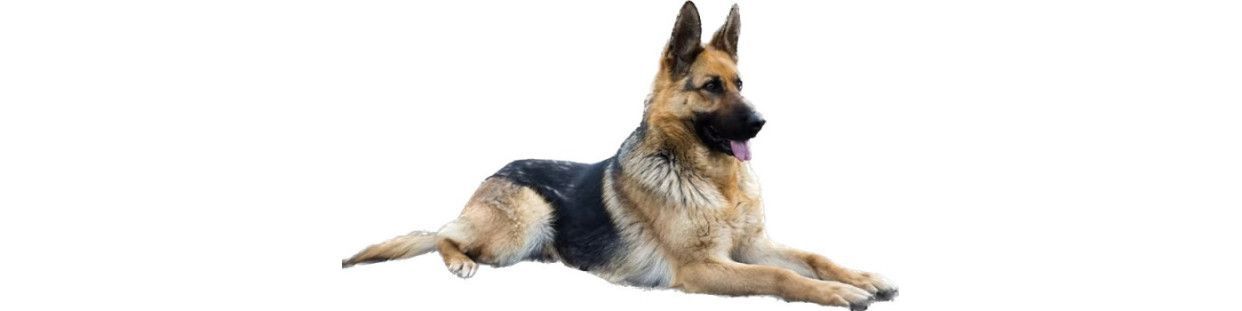Comprar Pienso Optima Nova para Perros Grandes y de Caza.